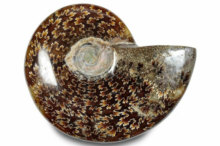 Polished Ammonite (Cleoniceras) Fossil - Madagascar #283331